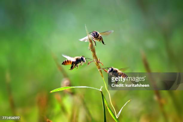 three honey bees hovering by a blade of grass - fly insect stock pictures, royalty-free photos & images