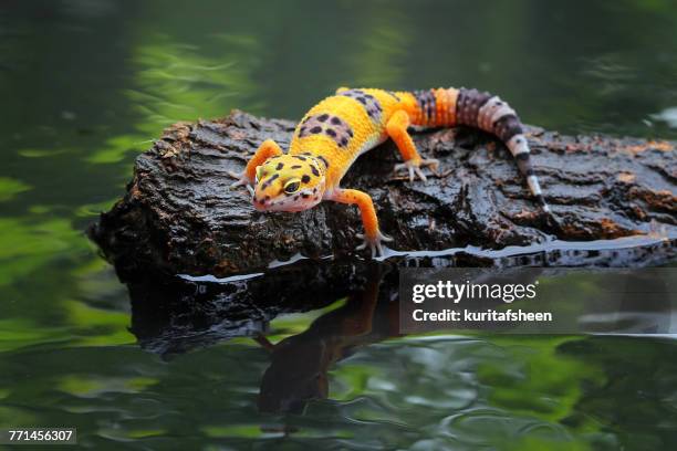 leopard gecko on a rock - gecko leopard stockfoto's en -beelden