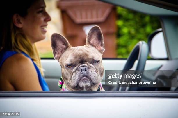 woman in a car with a french bulldog sitting in passenger seat - förarsäte bildbanksfoton och bilder