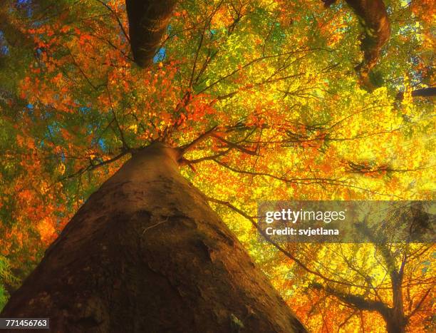 Low Rise Tree Trunk Tree Trunk Low Close Up Photos and Premium High Res Pictures - Getty Images