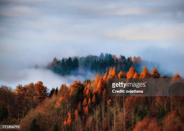 autumn forest in the fog, uetliberg, switzerland - autumn fotografías e imágenes de stock