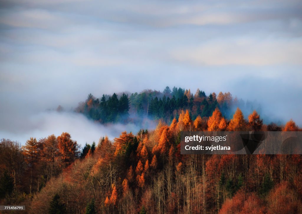 Autumn forest in the fog, Uetliberg, Switzerland