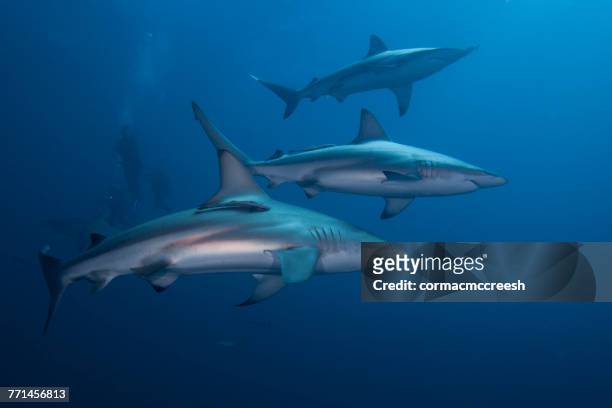 three divers swimming with blacktip sharks, kwazulu-natal, south africa - quattro animali foto e immagini stock