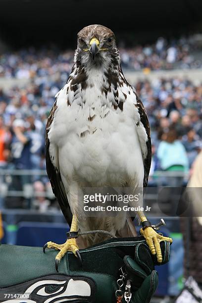 Taima, an augur hawk, is shown on the field before the Cincinnati Bengals game against the Seattle Seahawks at Qwest Field on September 23, 2007 in...