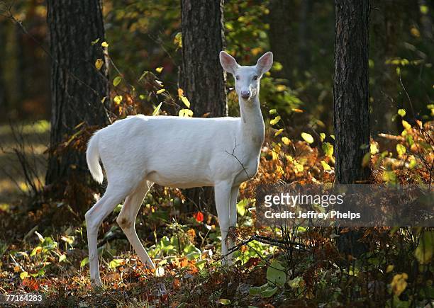 Rare Albino Whitetail Deer is seen September 26, 2007 in the Northern Highland American Legion State Forest, Boulder Junction, Wisconsin. Often...
