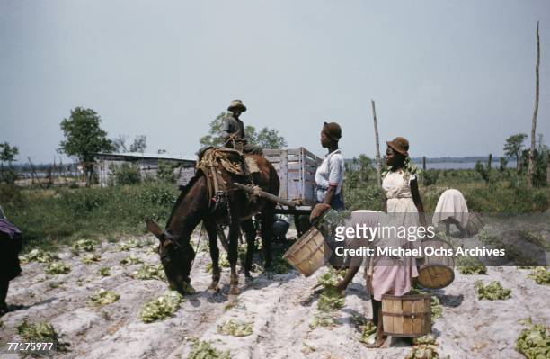 Slaves work the fields during a recreation of pre Civil War life on a plantation circa mid 1930's in the deep south.