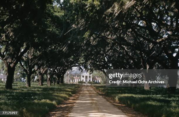 Majestic driveway leads to an antebellum plantation house circa mid 1930's in the deep south.