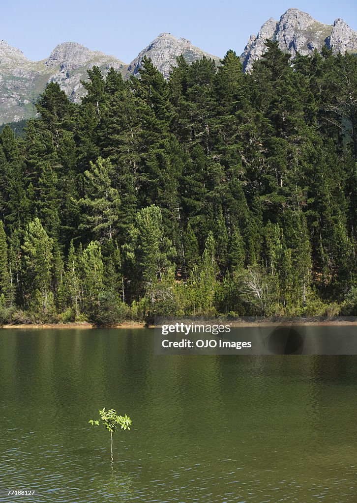 A sapling in the water with the shore behind