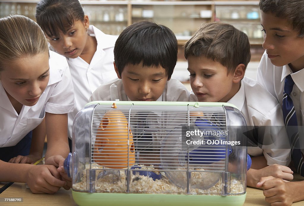 学生には、一流クラスの pet