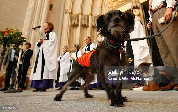 El Ray, a dog available for adoption through the Washington Animal Rescue League, takes part in the annual Blessing of the Animals event at the...