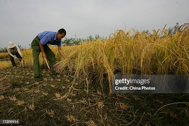 Farmers reap rice by hands in a field on October 6, 2007 in Yanji of Yanbian Korean Autonomous Prefecture, Jilin Province, China. Farmers in...