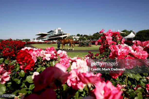 General view of a horse and roses are seen in the mounting yard during the 2006 Emirates Stakes Day meeting at Flemington Racecourse on November 11,...