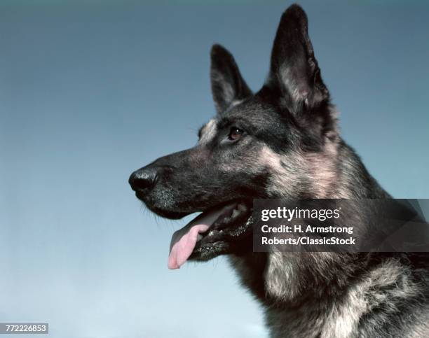 HEAD PROFILE GERMAN SHEPHERD DOG