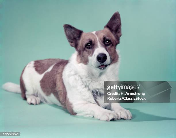 1950s CARDIGAN WELSH CORGI DOG