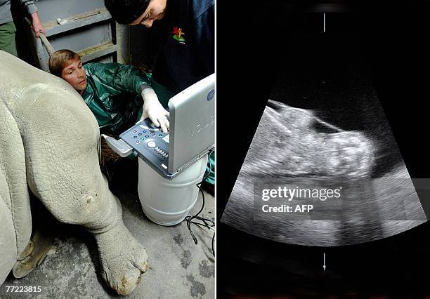 Combo picture shows German veterinarian, Robert Hermes examining the pregnancy of Lulu, Budapest Zoo's southern white rhinoceros with an ultrasound...
