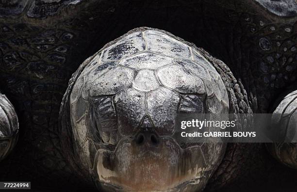 Sea Turtle looks at visitors in his cage in San Diego's Sea World, 07 October 2007. Sea turtles are turtles found in all the world's oceans except...