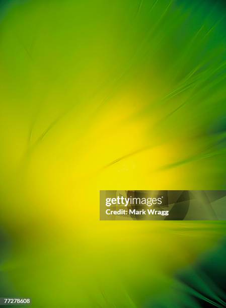 Light Diffusion Pattern 100 Diffusion Pattern Stock Photos, High-Res Pictures, and Images ...