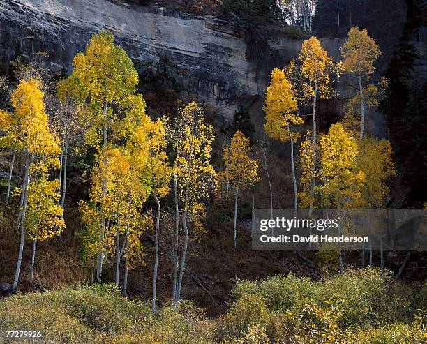 aspens, cedar city, utah, usa - contea di iron foto e immagini stock