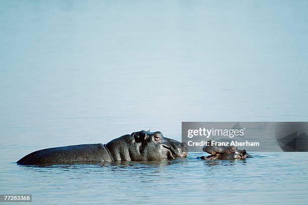 adult hippo and offspring - baby hippo stock pictures, royalty-free photos & images