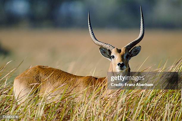 antelope standing in grass - impala stock-fotos und bilder