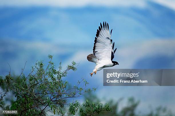 bird of prey taking flight from tree - black chested snake eagle stock pictures, royalty-free photos & images