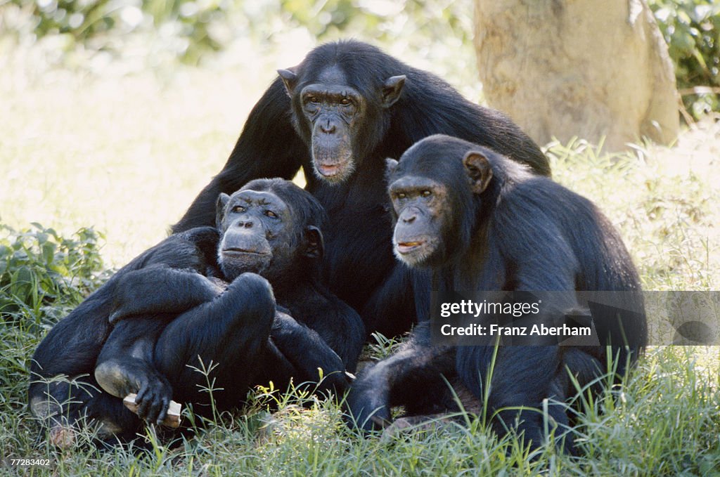 Chimpanzees sitting in grass