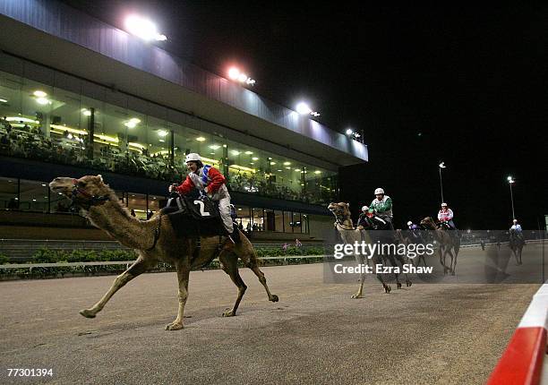 Camel Racing Service 22 Camel Racing At Harold Park Stock Photos, High-Res Pictures, and ...