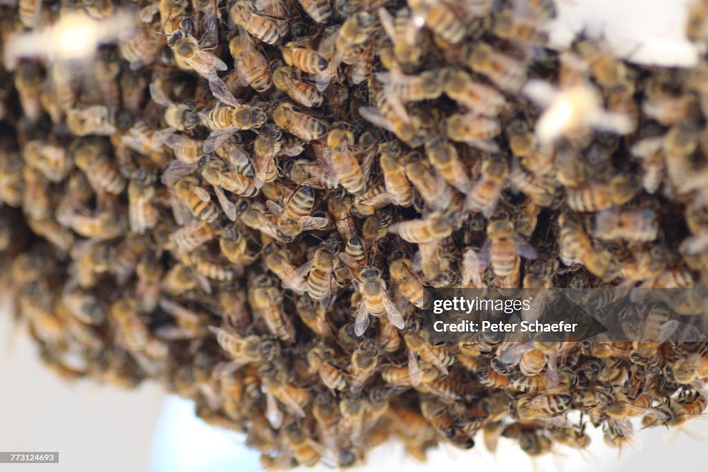 Close-Up Of Bees