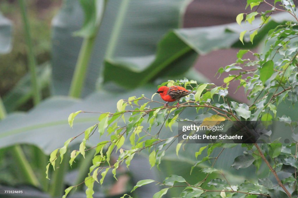 Primo piano dell'uccello sulla pianta