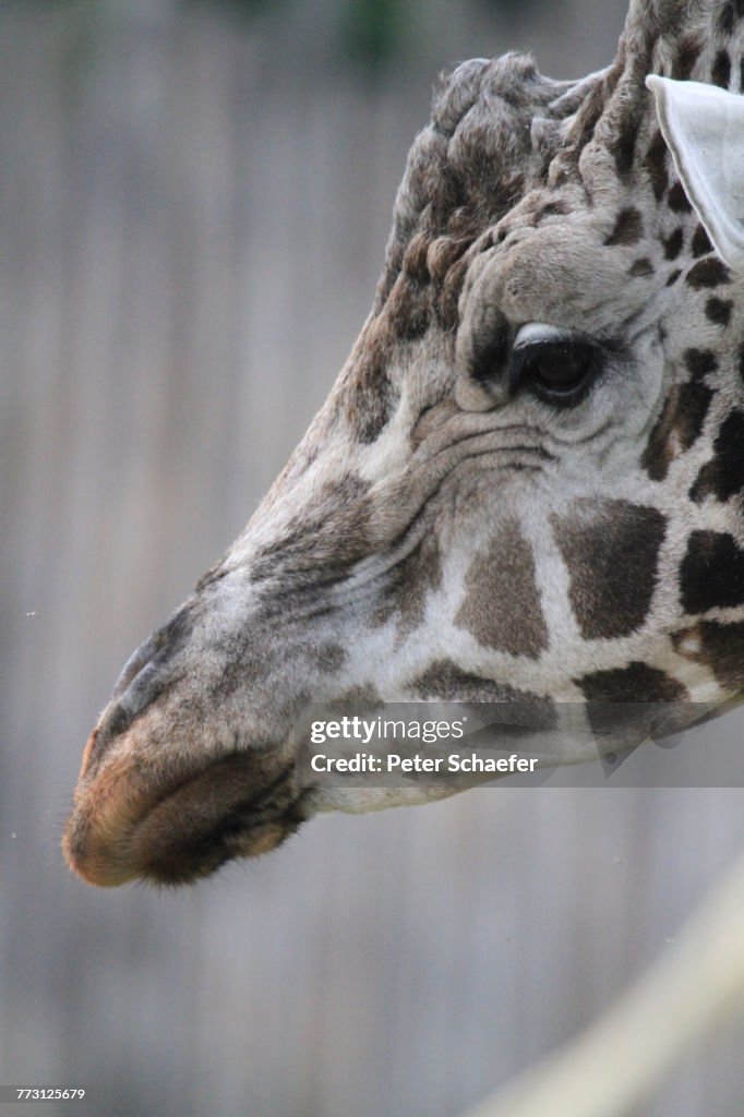 Close-Up Of Giraffe