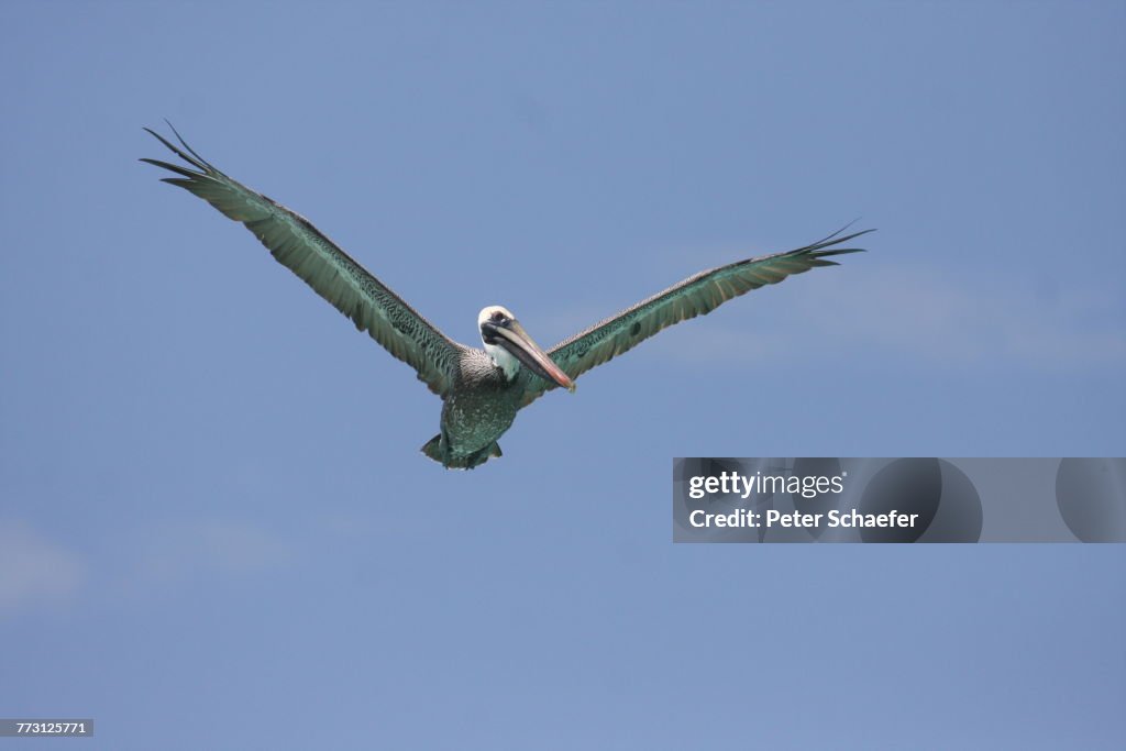 Low Angle View Of Pelican Flying Against Blue Sky