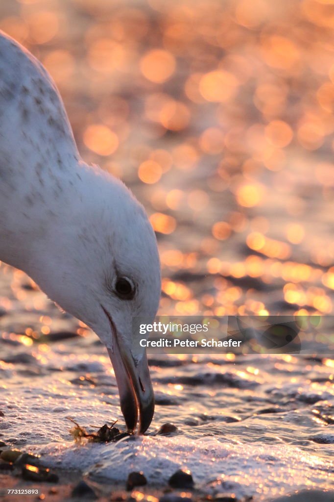 Close-Up Of Seagull Perching On Shore