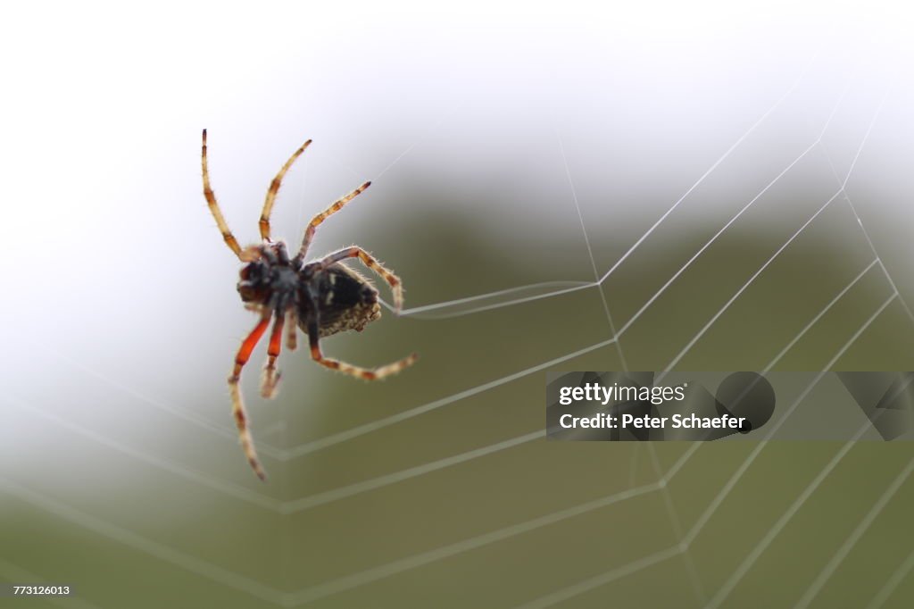 Nahaufnahme von Spinne auf der Website