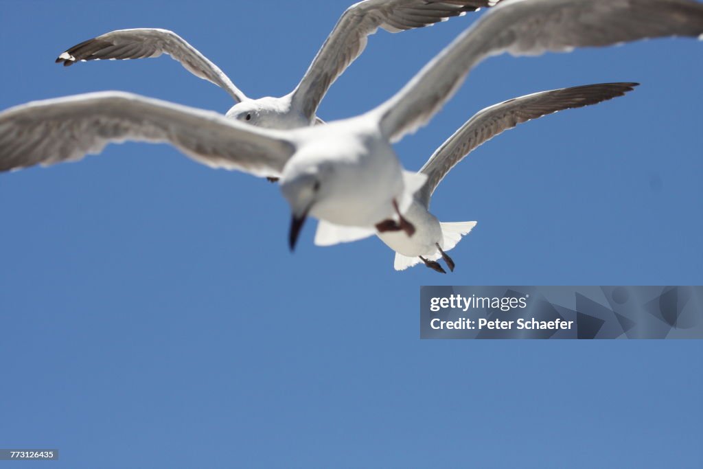 Vista de ángulo bajo de pájaros volando contra cielo azul claro