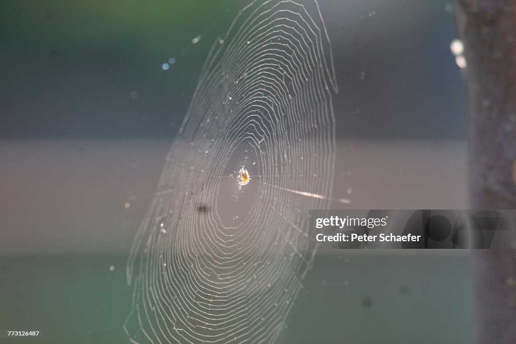 Close-Up Of Spider On Web