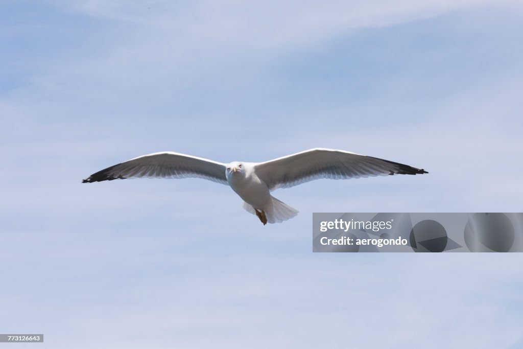 Low Angle View Of Bird Flying Against Sky