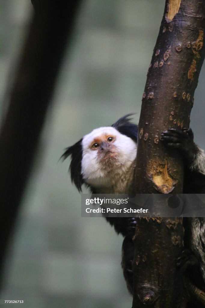 Close-Up Of Marmoset On Tree