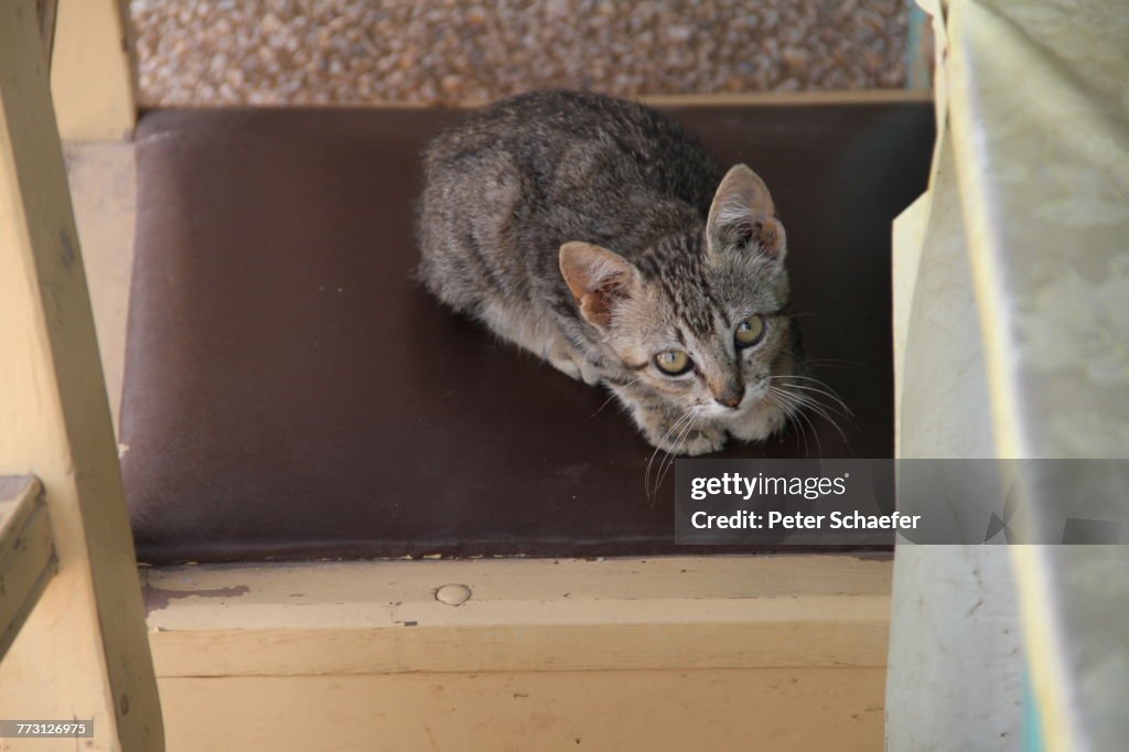 High Angle View Of Cat Sitting On Chair