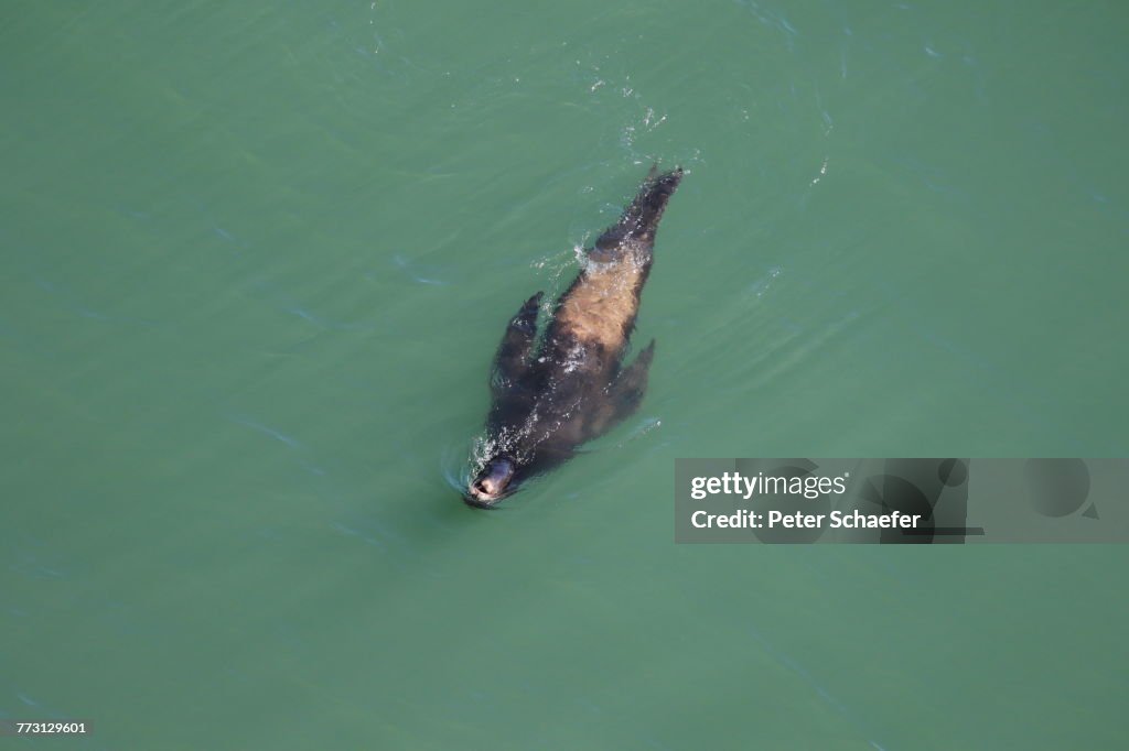High Angle View Of Seal Swimming In Sea