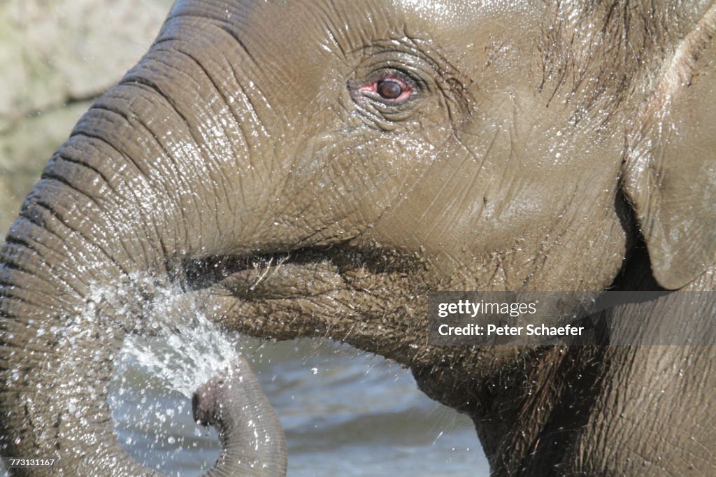 Close-Up Of Elephant Splashing Water