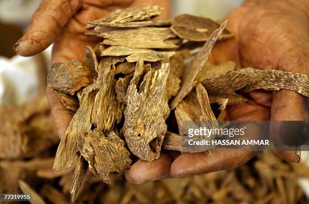 Saudi man holds a handful of Oud or Agarwood at his shop in Riyadh, 10 October 2007. Oud, also known by the names Agrawood and Aloeswood, in the...