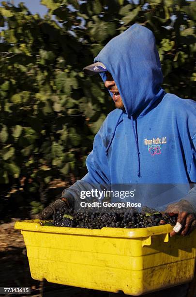 Vineyard worker carries a bin of freshly harvested pinot noir grapes in this 2007 Santa Maria Valley, Santa Barbara County, California, photo.