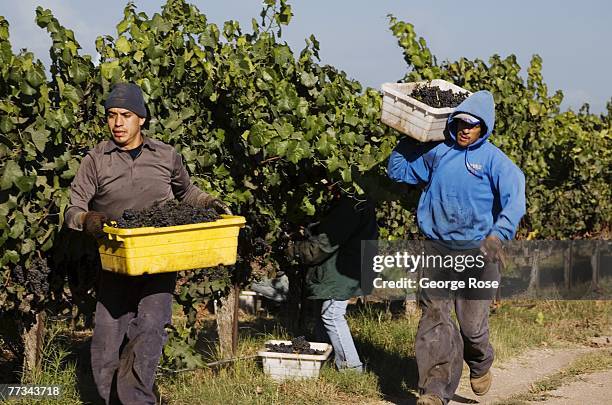 Vineyard workers races to harvest pinot noir grapes before unseasonal weather arrives in this 2007 Santa Maria Valley, Santa Barbara County,...