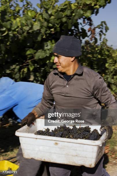 Vineyard worker carries a bin of freshly harvested pinot noir grapes in this 2007 Santa Maria Valley, Santa Barbara County, California, photo.