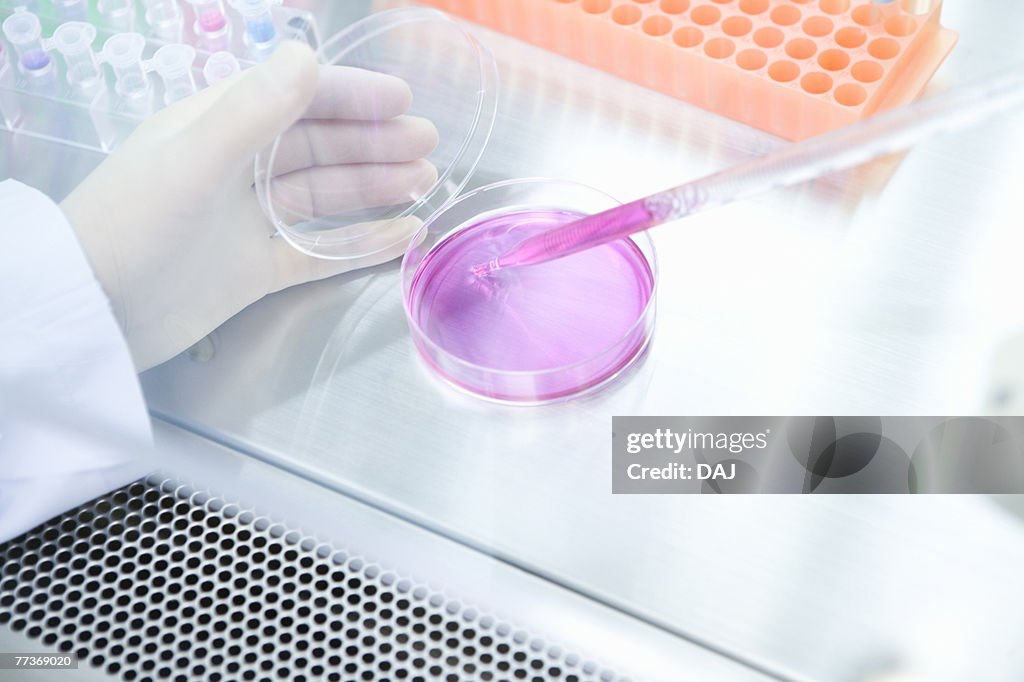 Scientist dropping liquids into a petri dish, high angle view