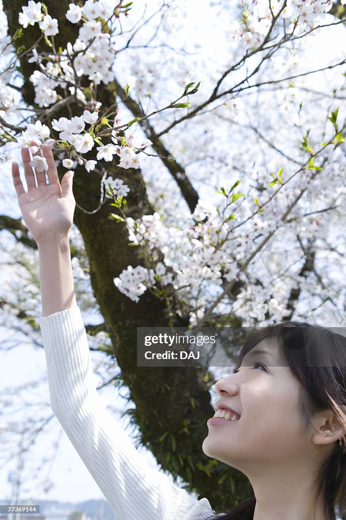 Woman looking up and touching cherry flowers, side view, Japan