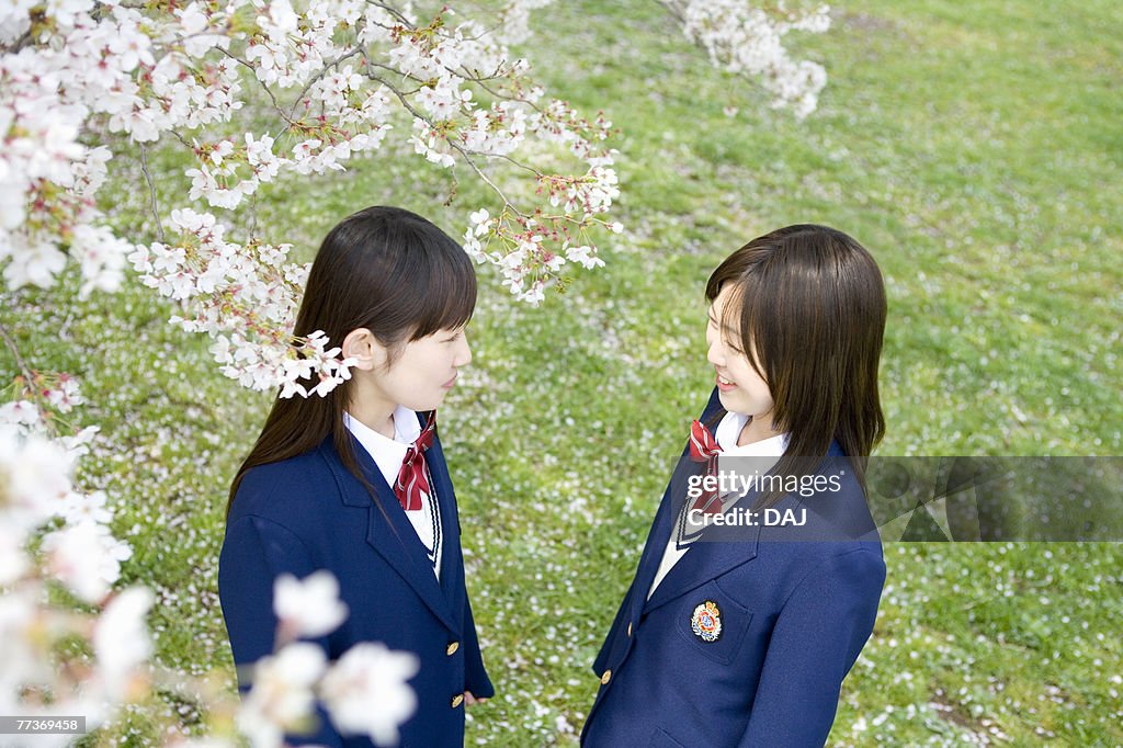 High School Students Talking Under Cherry Blossoms