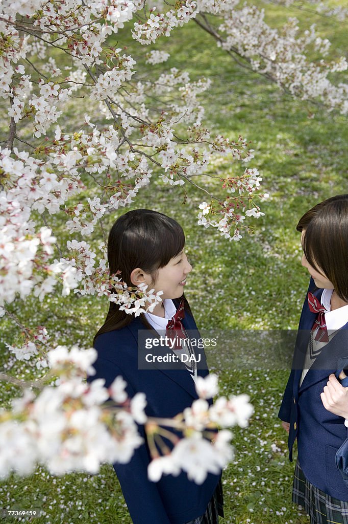 High School Students Talking Under Cherry Blossoms