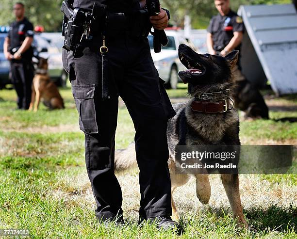 Keeps an eye on his City of Miami police department partner during the graduation ceremony of the Canine Academy October 17, 2007 in Miami, Florida....