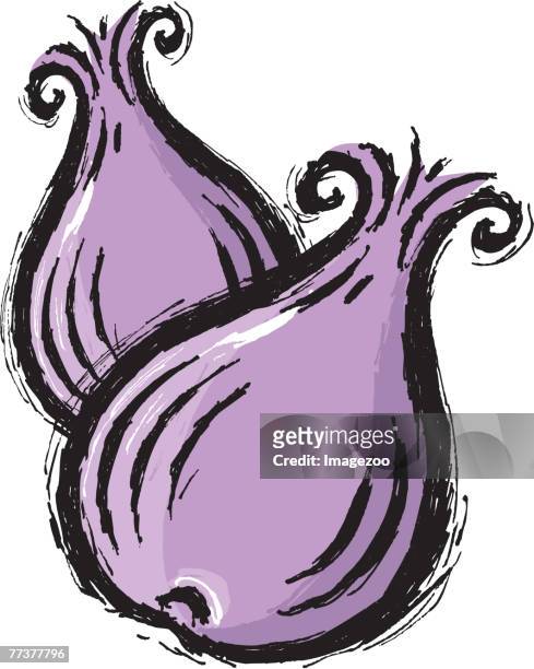two purple onions - red onion stock illustrations